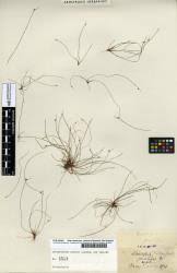 Image result for Isolepis prolifera