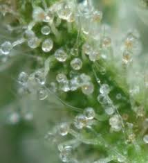 When To Harvest Marijuana Plants According To Trichome