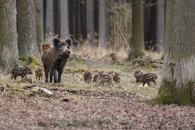 Ils sont également disponibles sur ton appareil mobile préféré. Val D Oise Un Maire S Insurge Contre La Chasse Aux Sangliers Dans Une Foret La Gazette Du Val D Oise