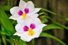 Maybe you would like to learn more about one of these? Top 10 Most Beautiful Flowers Most Beautiful Flowers Unusual Flowers Beautiful Orchids