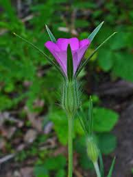 Image result for Agrostemma githago