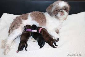 Shih tzu dogs are one of the most sought after breeds in the world. Overivew Of Puppy Development