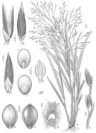 Image result for Panicum heterostachyum