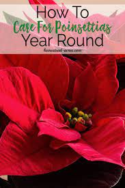 How To Care For Poinsettias Year Round Poinsettia Plant Christmas Plants Poinsettia Care