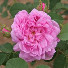 Image result for Stolzia kalkhof-roseae