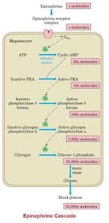 The Epinephrine Cascade Epinephrine Molecules 10 Things