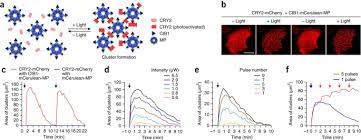 Intrinsic proteins have hydrophobic regions that anchor them in the hydrophobic interior of the lipid bilayer and hydrophilic regions that protrude from the bilayer. Reversible Protein Inactivation By Optogenetic Trapping In Cells Nature Methods