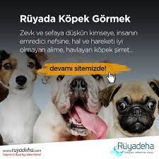 ruyada kopek gormek ne anlama geliyor kopek ruya ruya yorumu