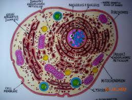 Maybe you would like to learn more about one of these? Human Cell Illustration By Stephanie Bissonnette Animal Cell Project Cells Project Science Illustration