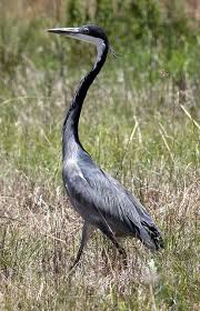 Birds Of South Africa Gauteng Black Headed Heron Ardea Melanocephala At Marievale Nature Reserve Gauteng South Africa South African Birds Heron Ardea