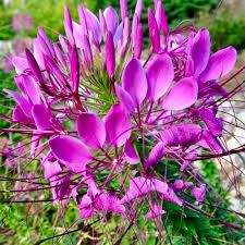 Image result for Cleome macrophylla
