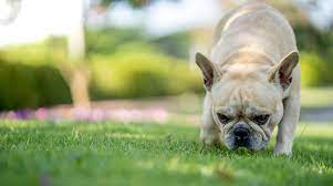 Black mold is one of many molds that can cause allergic symptoms like sneezing, coughing, wheezing, and skin rashes. Dog Ate Birdseed Is It Poisonous