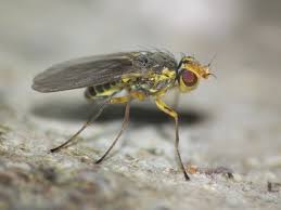 Image result for phytomyza gymnostoma