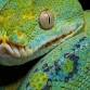 Pacific NW Reptile & Exotic Animal Show