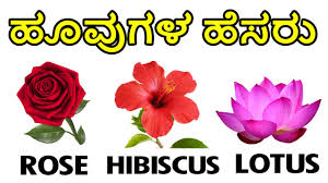 If you're looking for flower baby names for boys and girls, we've got a list of the cutest ones, plus this french name means daisy, and who wouldn't want to be named after such a cheerful flower? Learn Flowers Names In English And Kannada à²¹ à²µ à²—à²³ à²¹ à²¸à²° Flowers Name Youtube