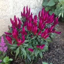 Celosia Celosia Argentea Intenz Dark Purple Garden Org