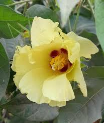 Image result for Gossypium barbadense
