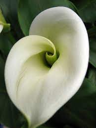 Pin On Calla Lilies