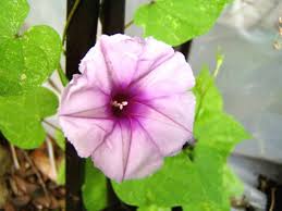 Image result for Ipomoea turbinata
