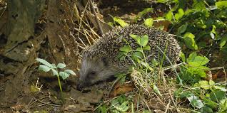 Wie man sich richtig verhält. Igel Im Garten Bund Naturschutz Kreisgruppe Munchen