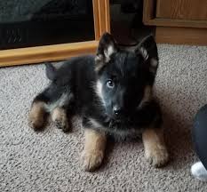 How old is jacob the german shepard puppy? Male German Shepherd Puppy For Sale In Clarksville Tennessee Classified Americanlisted Com