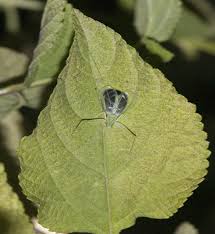 This subfamily contains nine genera. Video Tree Crickets Turn Leaves Into Megaphones To Attract Mates