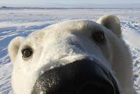 When the uv light hits the skin it produces a whitish colour due to fluorescence. What Color Is A Polar Bear S Skin Trivia Questions Quizzclub