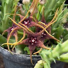 Image result for Orbea caudata
