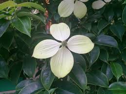 ヤマボウシ 山法師 の花言葉 花の種類やハナミズキとの違いは Horti ホルティ By Greensnap
