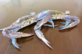 I guarantee you that if you use my method correctly then you won't waste any delicious crab meat!this video is dedicated. Cws 0120 1 How To Clean Blue Swimmer Crabs Cooking With Steam Combi Steam Oven Recipes Cooking Tips