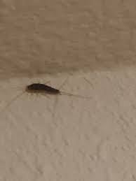 tiny bugs high on the wall or ceiling