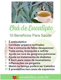 Cha De Canela De Velho Beneficios E Maleficios Os 13 Beneficios Do Cha De Eucalipto Para Saude Chadeeucalipto Chadeeucalipto Chadeeucaliptobeneficio Beneficiodo Medicinal Plants Herbalism Healthy Tips