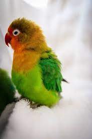 Lifespan Of A Lovebird How Long Do Lovebirds Live Psittacology