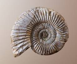 The film is loosely inspired by the life of british palaeontologist mary anning, played by kate winslet. Jordan Shand Ammonite Fossil Scan