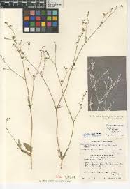 Image result for Boerhavia cordobensis