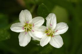 Image result for Montiniaceae