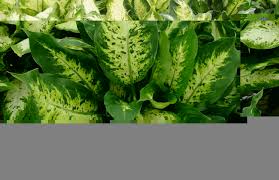 We would like to take this opportunity introduce our company which was incorporated in malaysia under companies act, 1965 1997. Landscape Plants Malaysia Small Plants Small Garden Scapexpert