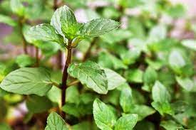 But it is also great when turned into lavender sugar because then it can be used in any baking recipe. How To Grow And Use Chocolate Mint Gardener S Path
