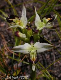 Image result for Disa aconitoides