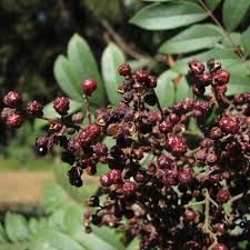 Image result for Zanthoxylum