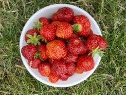 Its shape is different from other fruits. Strawberry Picking And Scrumptious Recipes Multicultural Motherhood