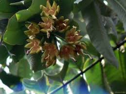 Image result for Toddaliopsis