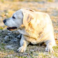 how to help a dog lose weight mud bay
