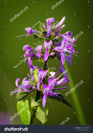 Image result for Hypoestes aristata