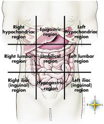 The human abdomen is divided into quadrants and regions by anatomists and physicians for the purposes of study, diagnosis, and treatment. 1 Introduction To Anatomy And Physiology Nurse Key