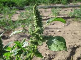Image result for Amaranthus thunbergii