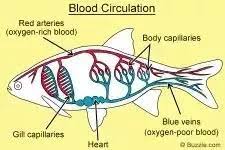 This is called gill circulation. How Many Heart Chambers Are In A Fish How Do They Function Quora