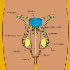 Wird die vorhaut mit kraft über die eichel geschoben und ist nicht mehr in die ausgangsposition zu blut und lymphe stauen sich, das innere blatt der vorhaut schwillt an, meist verbunden mit starken. Lust Und Frust Die Mannlichen Sexualorgane