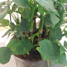Check spelling or type a new query. Propagation Methods Of Taro The Plant Aide