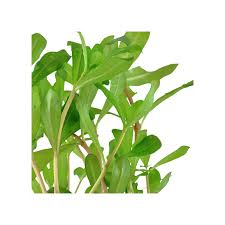 Image result for Nesaea crassicaulis